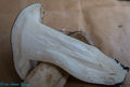 Hygrophorus agathosmus